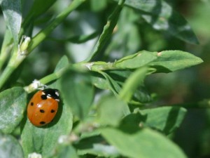 Marienkäfer perfekt eingefangen